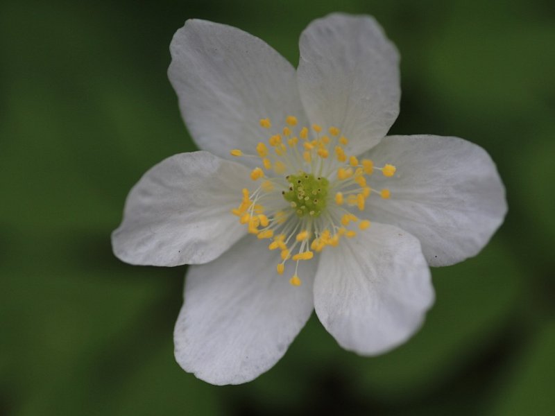 Pondtail Wood - New Owner